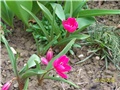 mini tulipan ( Violacea Black Base) - lat Tulipa humilis